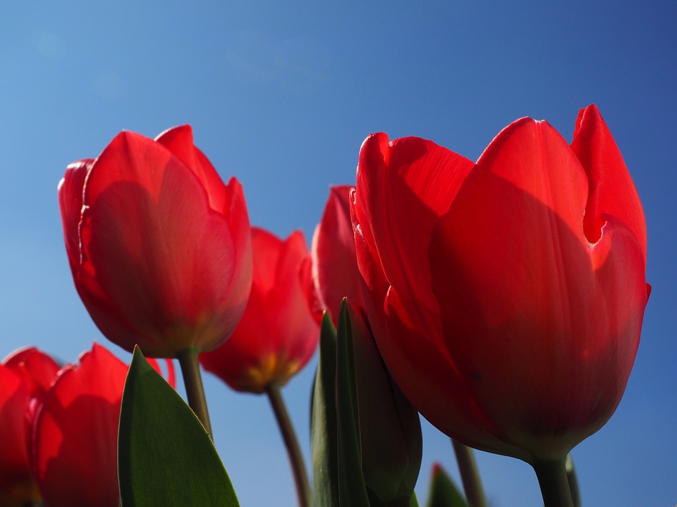 Spring close up colorful photo