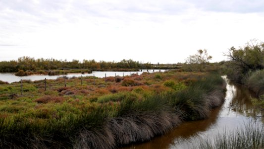 Parc Ornithologique du Pont De Gau