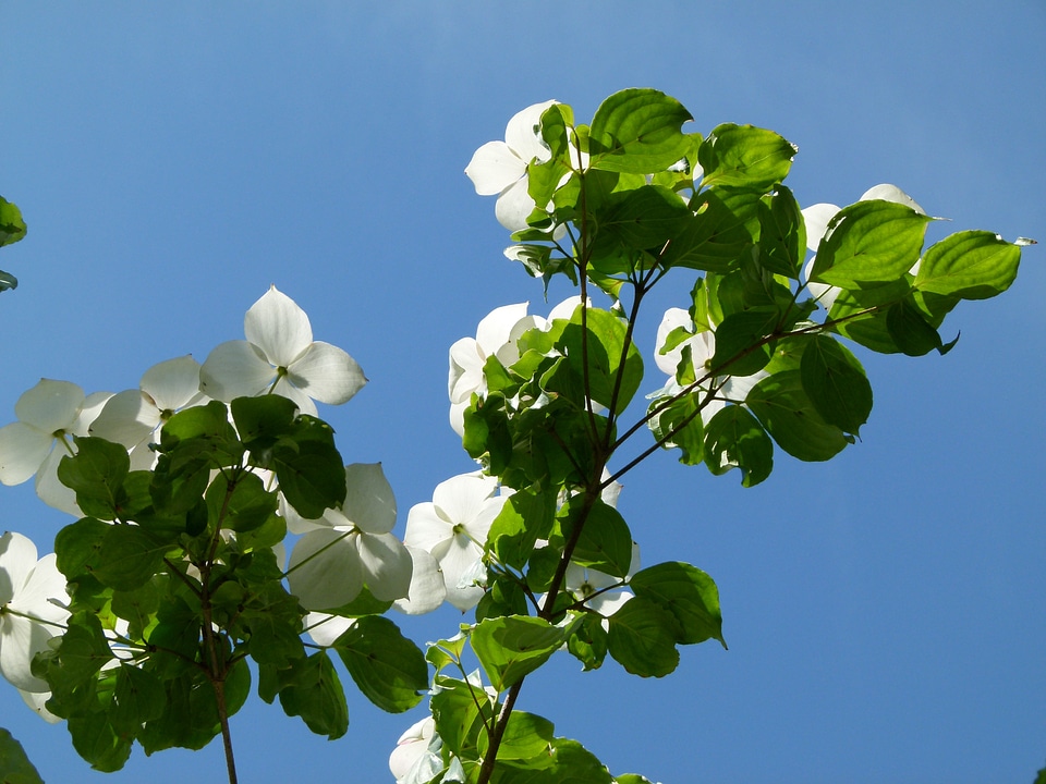 Nature flower plant
