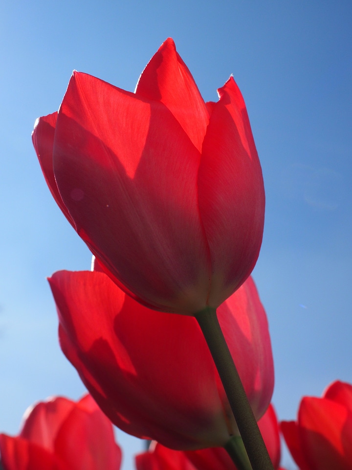 Spring close up colorful photo