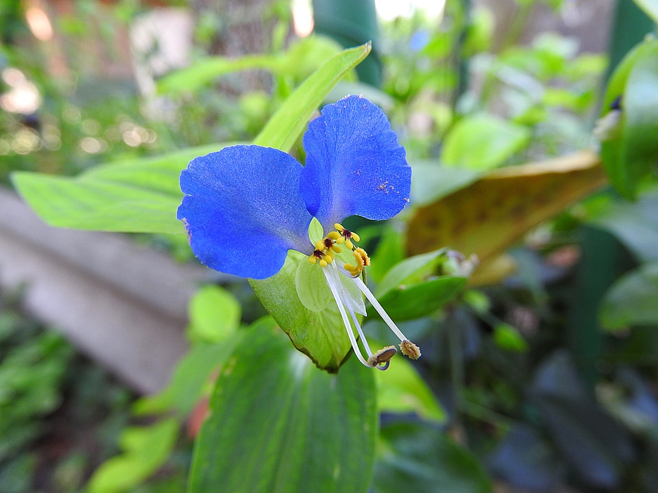 Blue flower wild flower close up