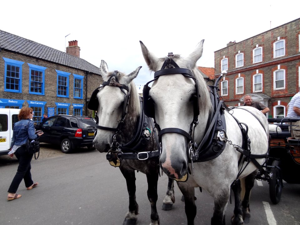 SOUTHWOLD HORSES