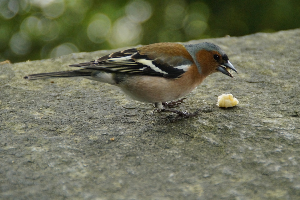 Bird cheeky trustful