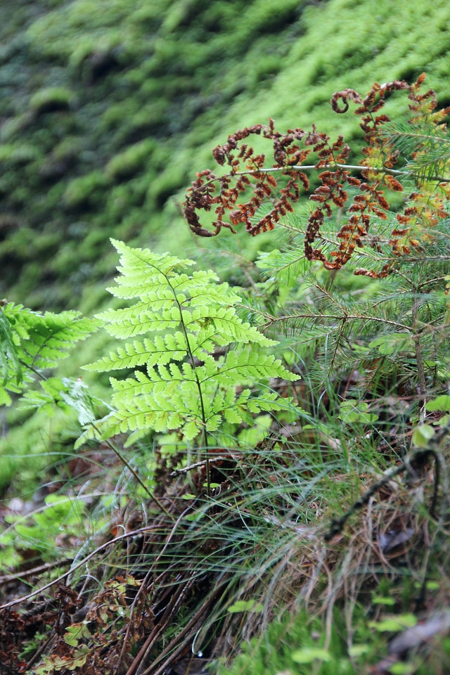 Green fresh bush