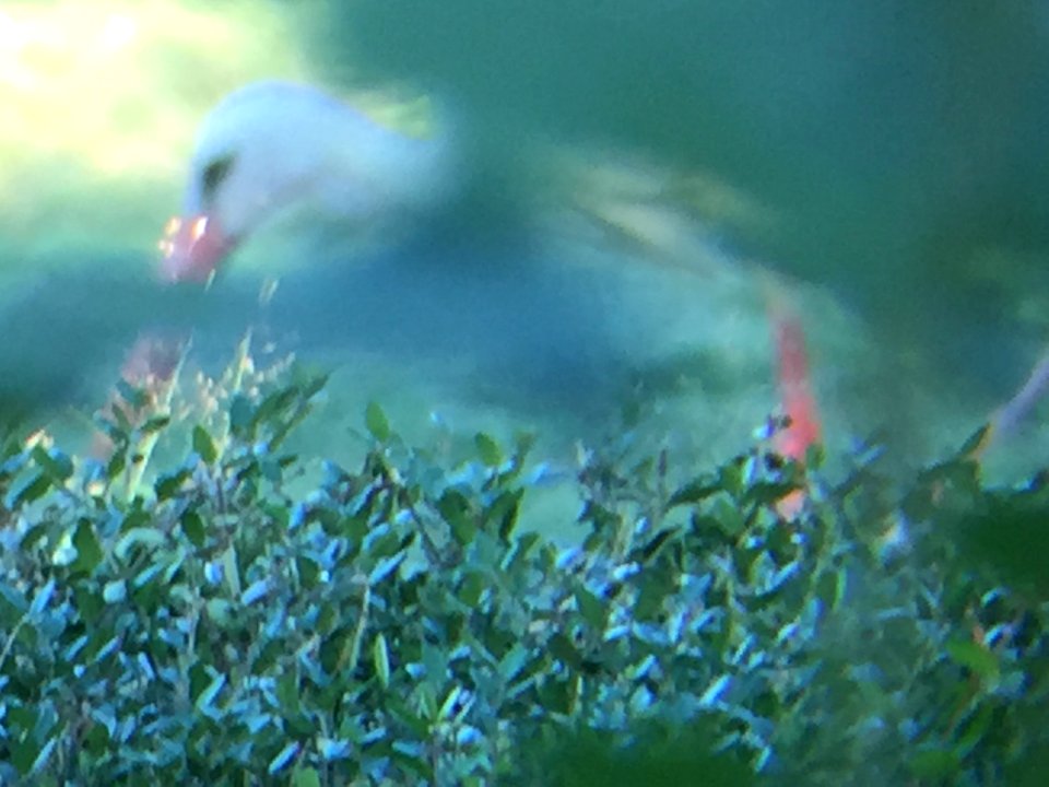 Moving Stork With Leaves