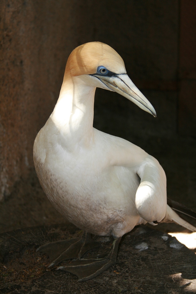 Bird melbourne zoo australia