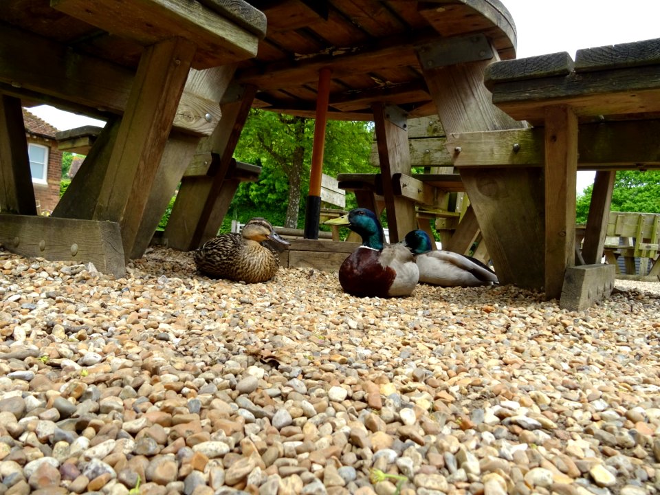 WAITING FOR FOOD UNDER THE PICNIC TABLE