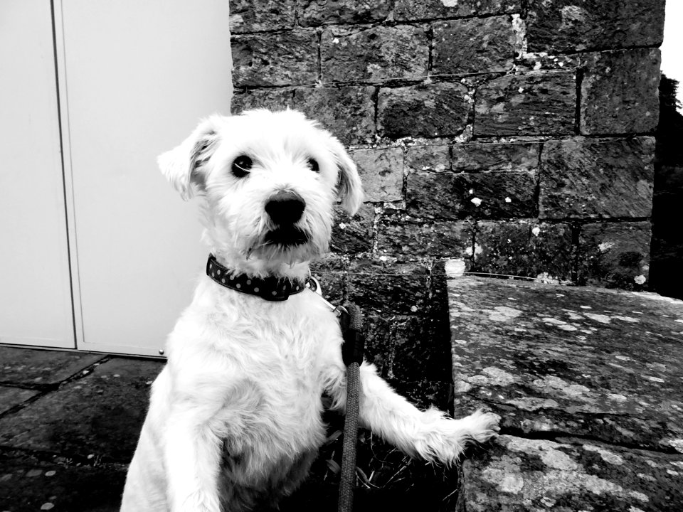 THE DOG