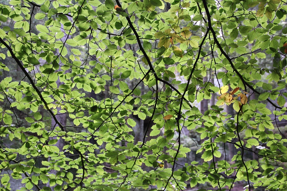 Green branches forest