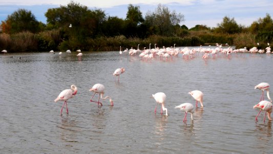Parc Ornithologique du Pont De Gau
