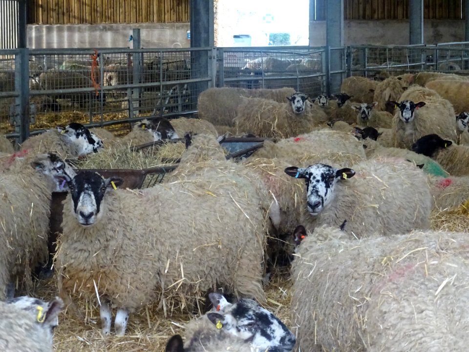 SHEEP