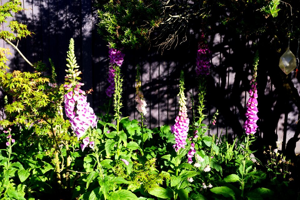 Foxgloves