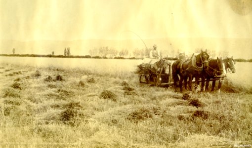 Harvesting on the Taieri - Mr Jensen's Farm c1880s