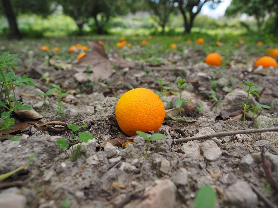 Windfall citrus fruit healthy