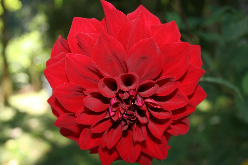 Nature red petals flowers