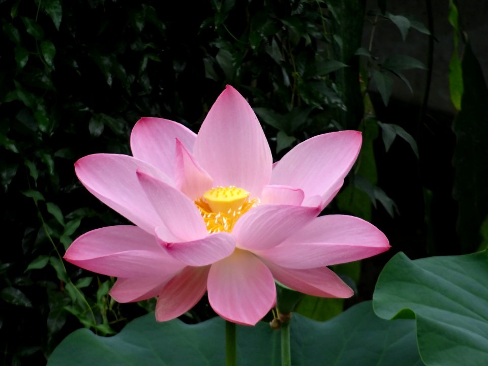 WATER LILLY KEW GARDENS photo