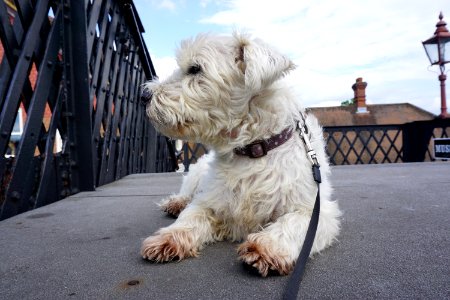 The Dog sitting on The Bridge at Sheffield Park Station Bluebell Railway. Watching the trains,