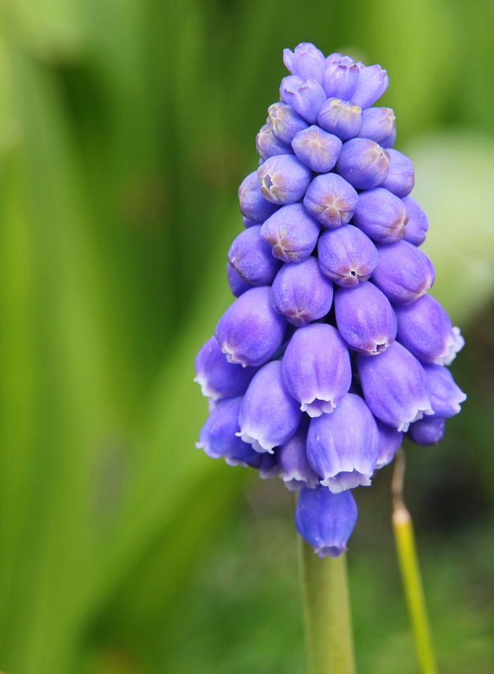 Green nature bloom