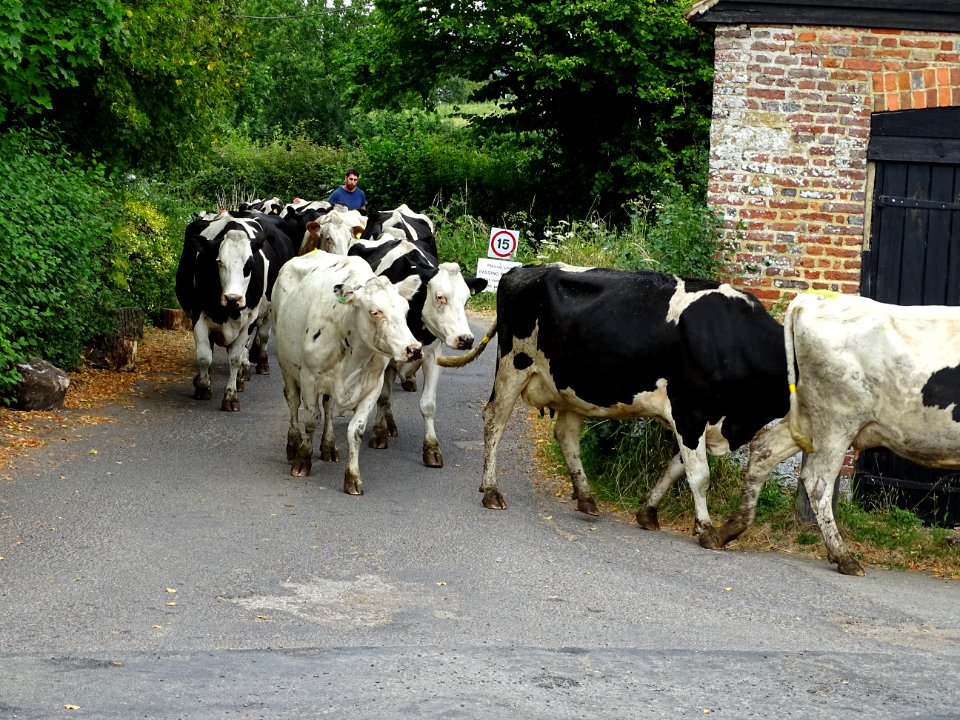 Cows going for a walk
