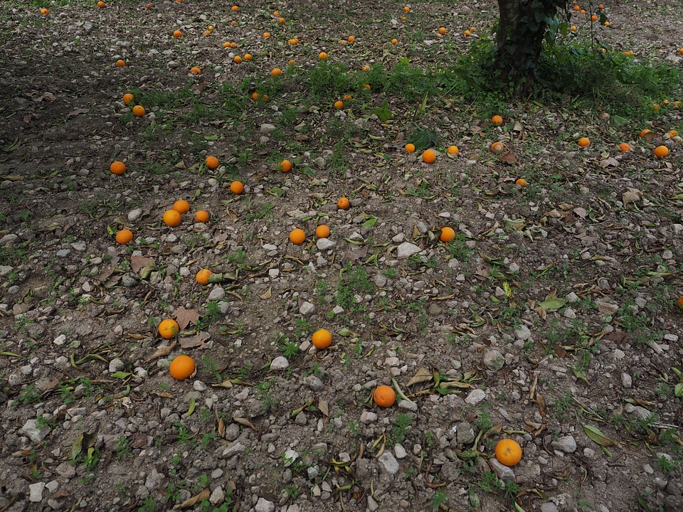Ripe windfall orange