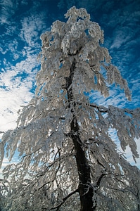 Snow frost winter