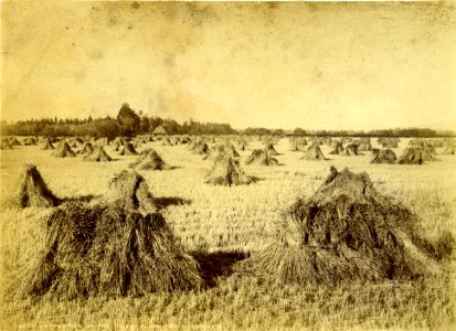 Mr Grant's Farm, Taieri Plain