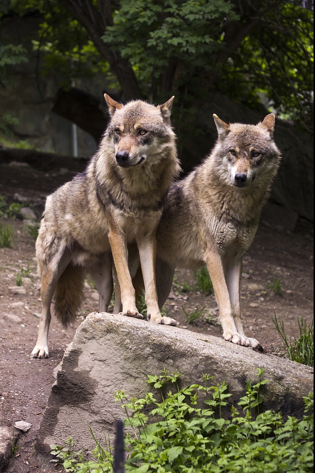 Canis lupus predator zoo