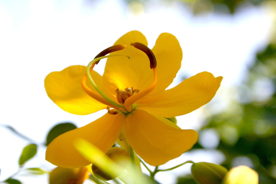 Yellow flower nature garden