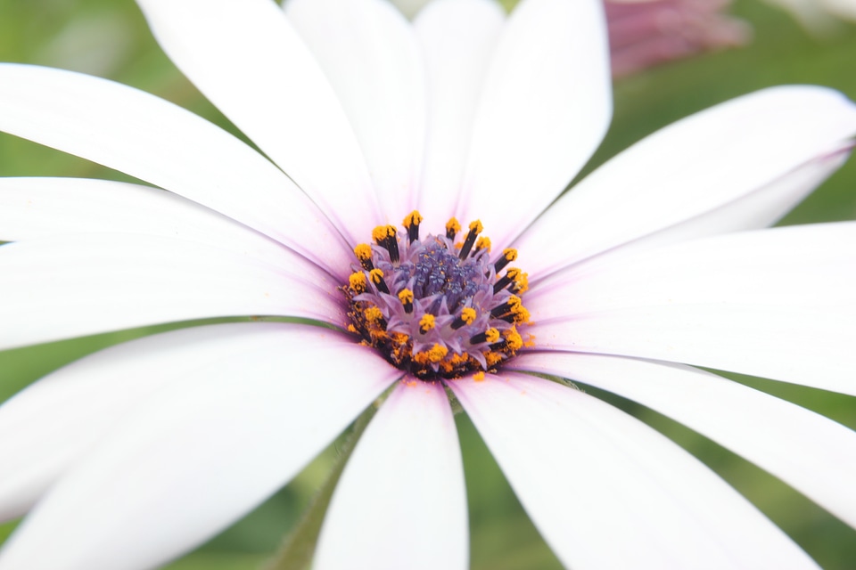 White flower nature stamens