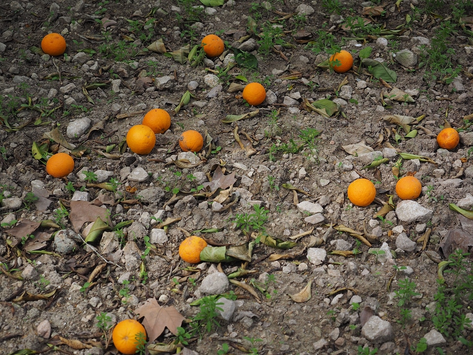 Ripe windfall orange
