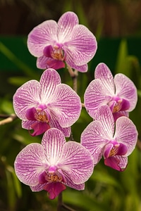 Orchid flower nature