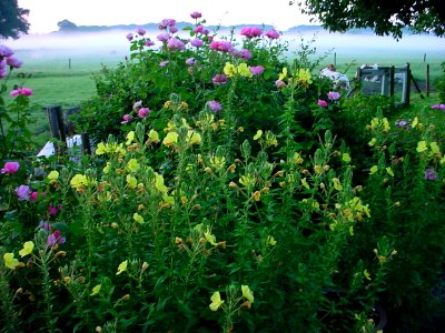 Mixed Flowers