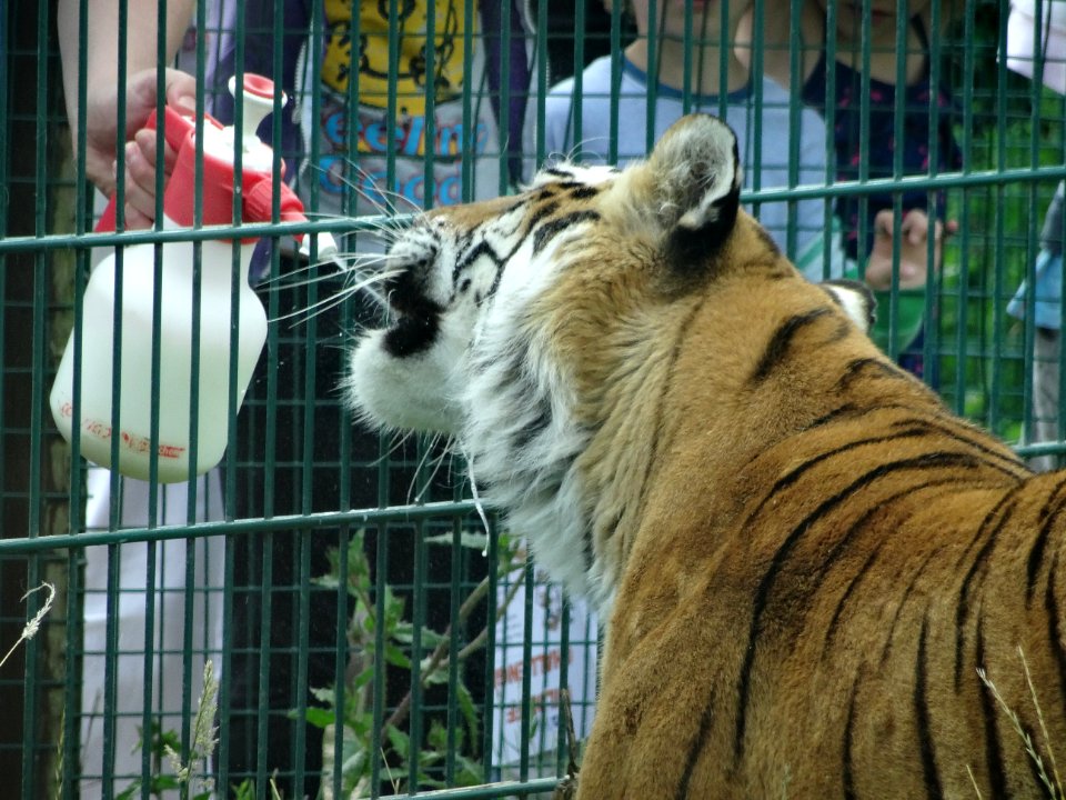FEEDING A TIGER GOATS MILK