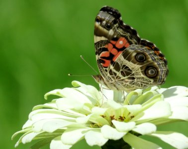 American Lady Butterfly on White Zinnia photo