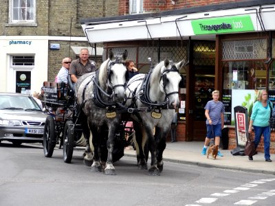 SOUTHWOLD HORSES