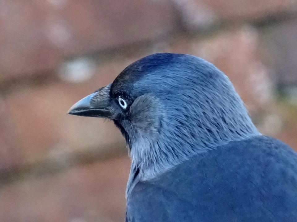 JACKDAWS at Carisbrooke Castle Isle of Wight