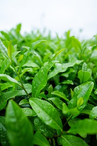 Matcha green tea green natural