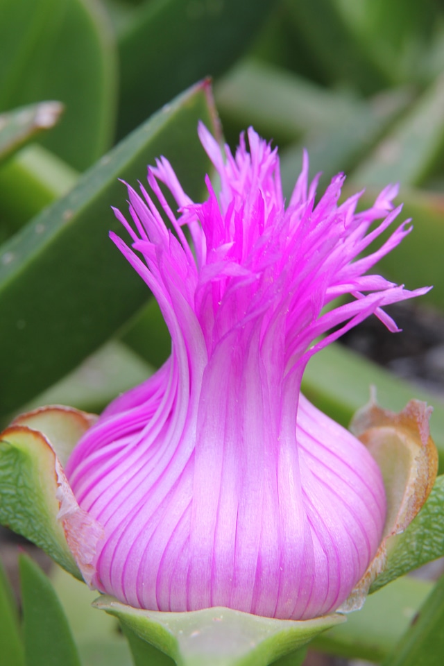 Button flower bud nature