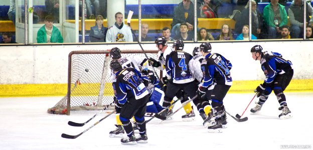 Ice Hockey - Bracknell Bees Vs Sheffield Steeldogs