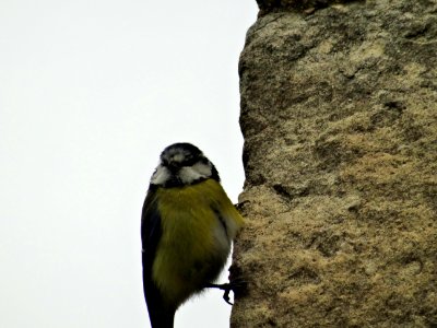 Cyanistes caeruleus on Church Tower