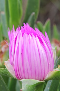 Pink flower garden summer photo