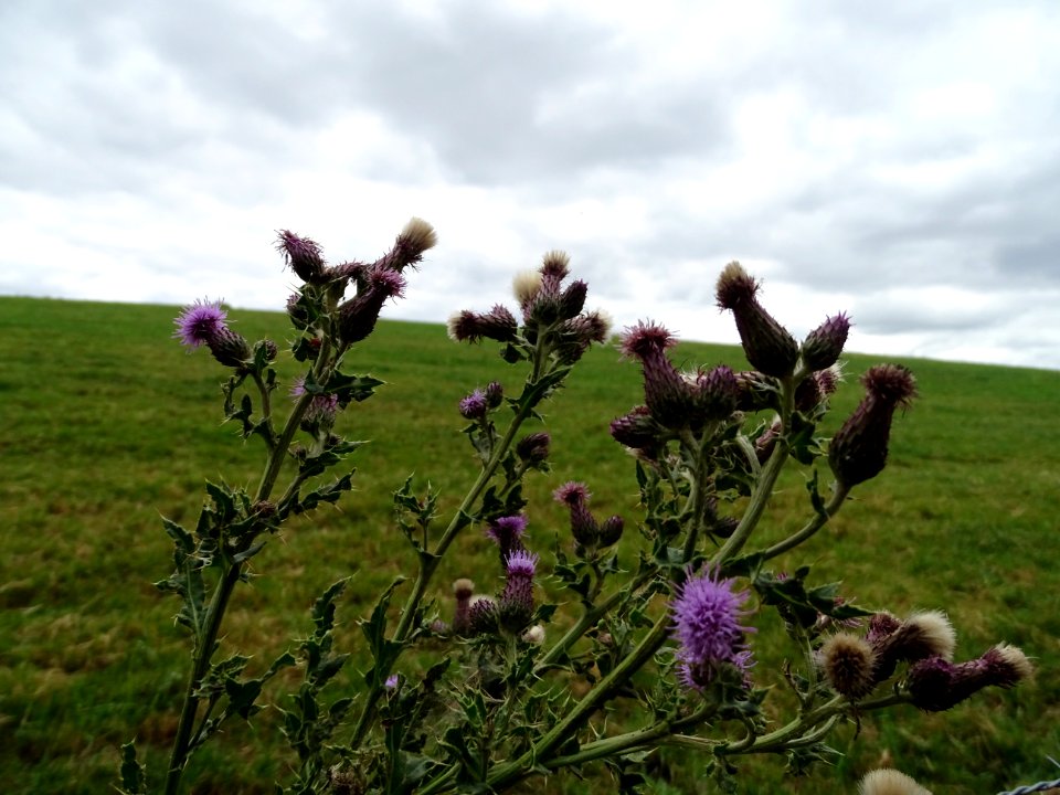 Thistles