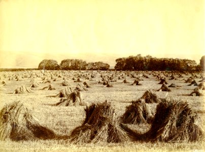 Harvesting on the Taieri - Mr Kirkland's Elm Grove Farm