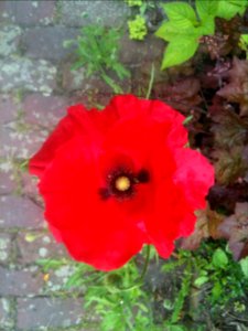 A Red Red Thing...