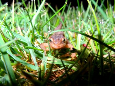 NEWT