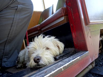THE DOG WAITING FOR THE ROMNEY HYTHE AND DYMCHURCH RAILWAY TRAIN TO START MOVING.
