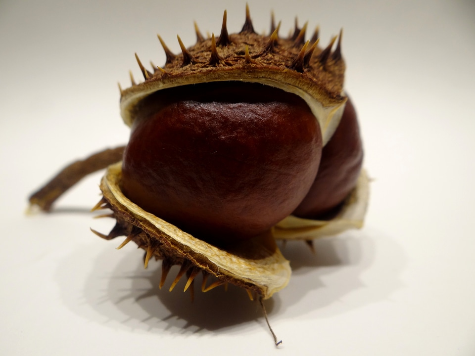 Brown autumn buckeye