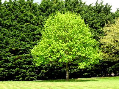 Shades of Green