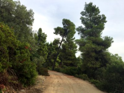 Winding Road à la Cézanne photo