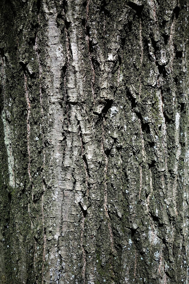 Trunk wood texture